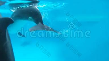 水下<strong>视频</strong>操作员拍摄<strong>海豚</strong>做一个诡计。